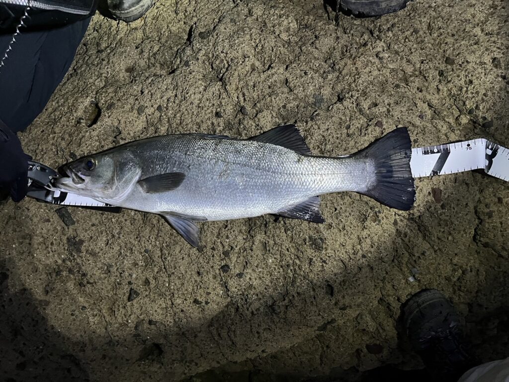 夜釣りで釣れたシーバス
ヒラスズキ