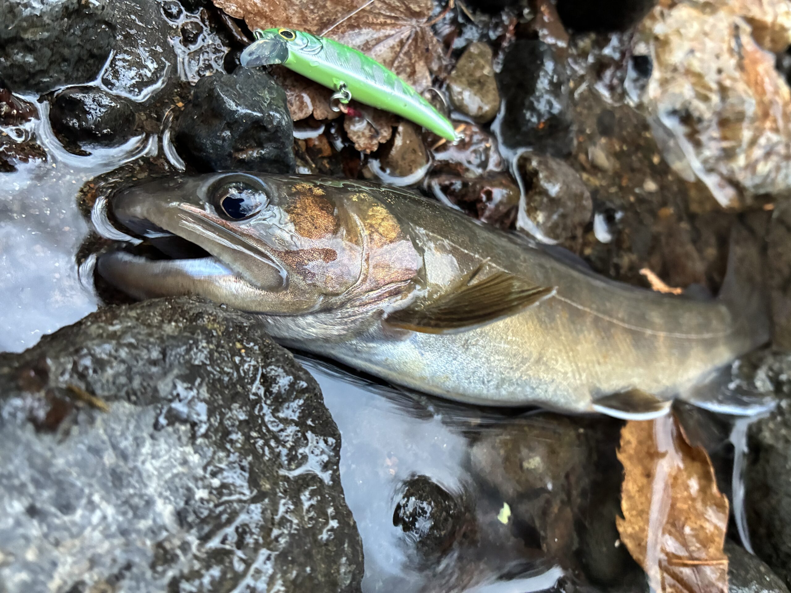 釣りに関する記事で実釣し
魚への負担を減らした状態で画像を撮影