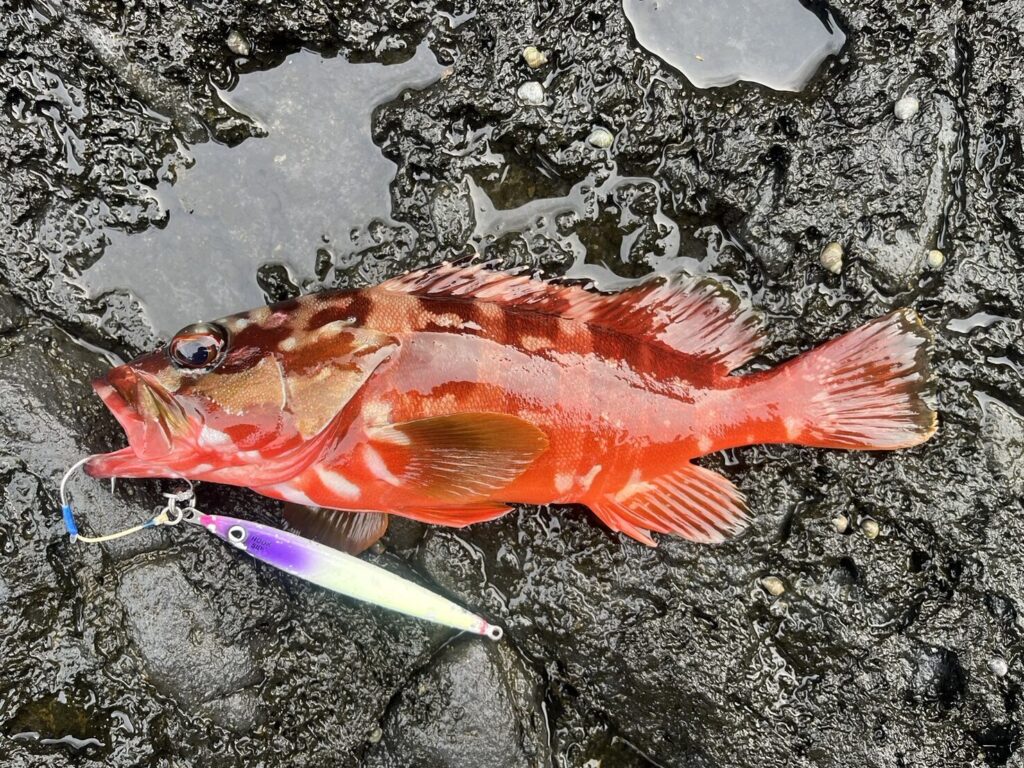 撃投ジグレベルで釣れたアカハタ